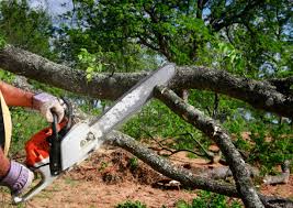 Best Lot and Land Clearing  in Baxter, MN