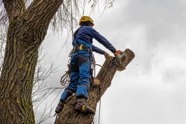 Best Seasonal Cleanup (Spring/Fall)  in Baxter, MN