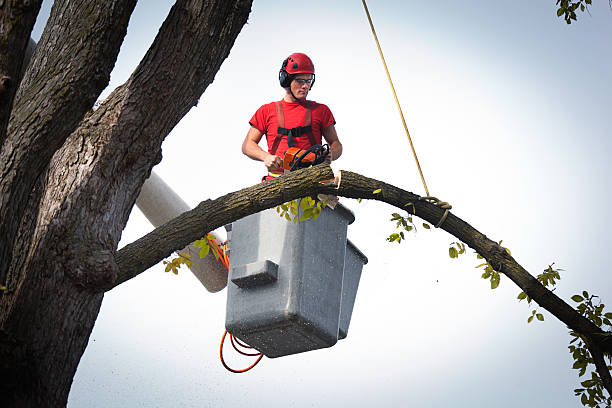 Best Root Management and Removal  in Baxter, MN